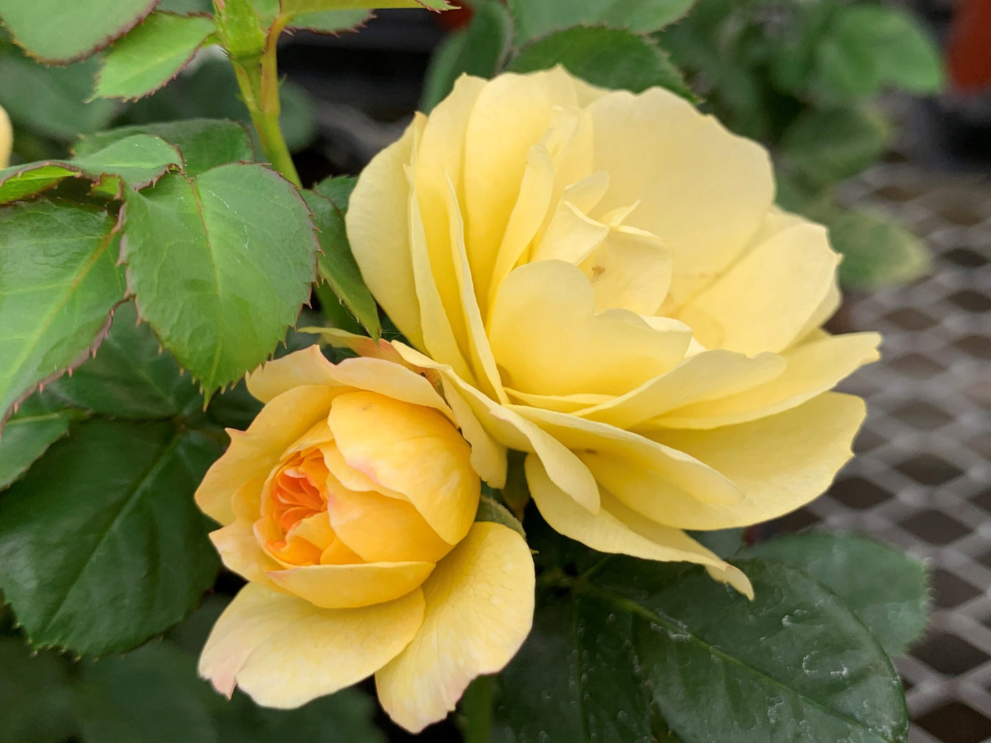 Lemon Sunblaze® Miniature Rose #3