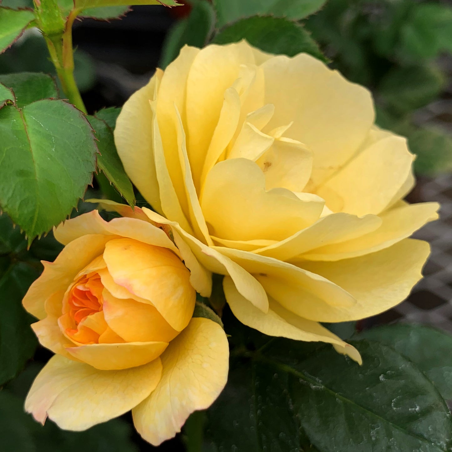 Lemon Sunblaze® Miniature Rose #3