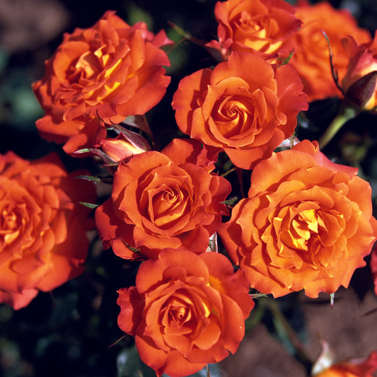 Mandarin Sunblaze® Miniature Rose #3