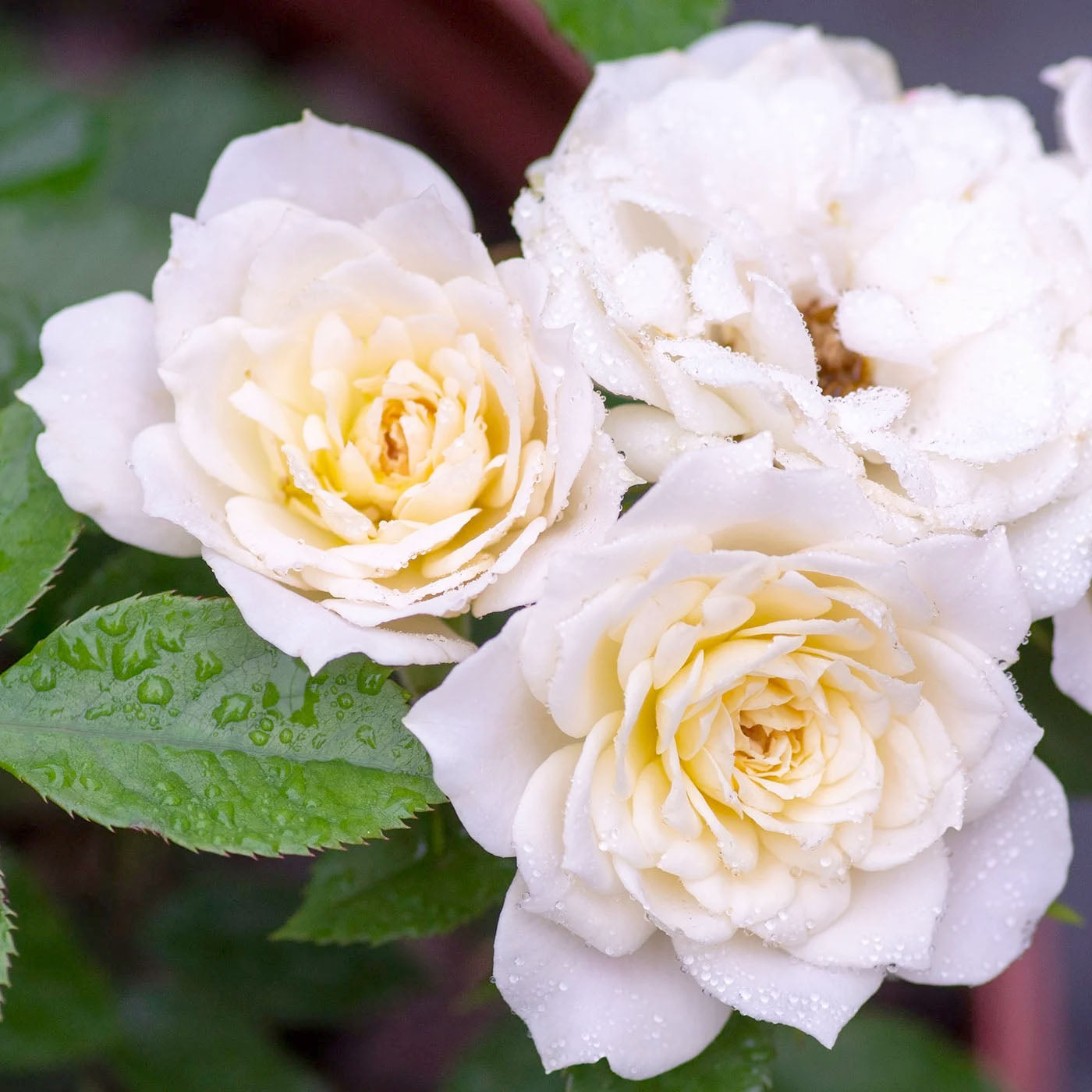 Rosa 'Sunblaze Bridal' MN - 3 gallon