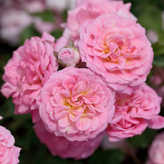 Rosa 'Sweet Drift' GC - 3 gallon