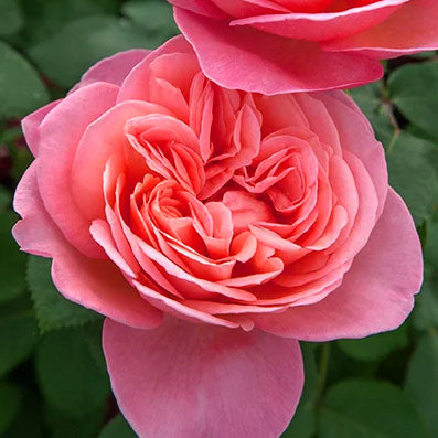 Rosa 'Sweet Mademoiselle' HT - 3 gallon