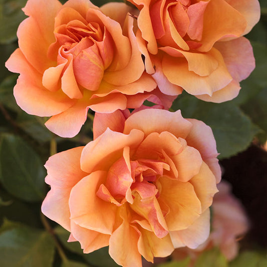 Rosa 'Tequila' SH - 3 gallon