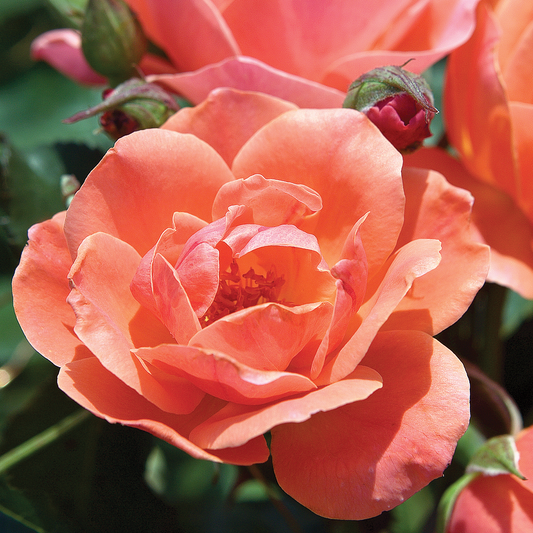 Rosa 'The Coral Knock Out' SH - 3 gallon