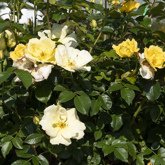 Rosa 'The Knock Out Easy Bee-zy' SH - 3 gallon