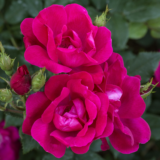 Rosa 'The Knock Out Red' SH - 3 gallon