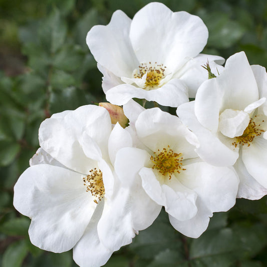 Rosa 'The Knock Out White' SH - 3 gallon