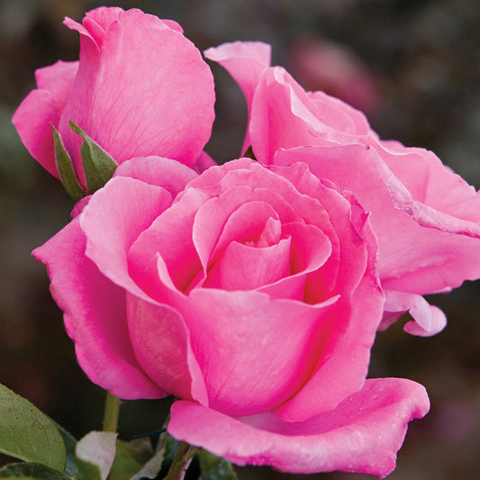 Rosa 'The McCartney Rose' HT - 3 gallon