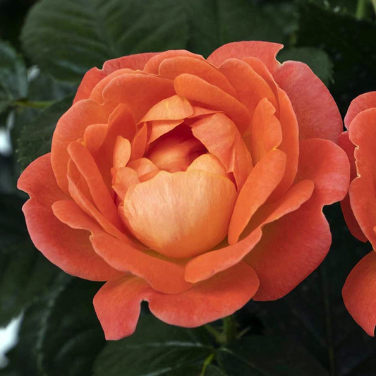 Rosa 'The Knock Out Orange Glow' SH - 3 gallon