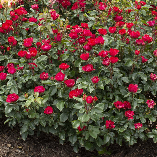 Rosa 'The Petite Knock Out' SH - 3 gallon