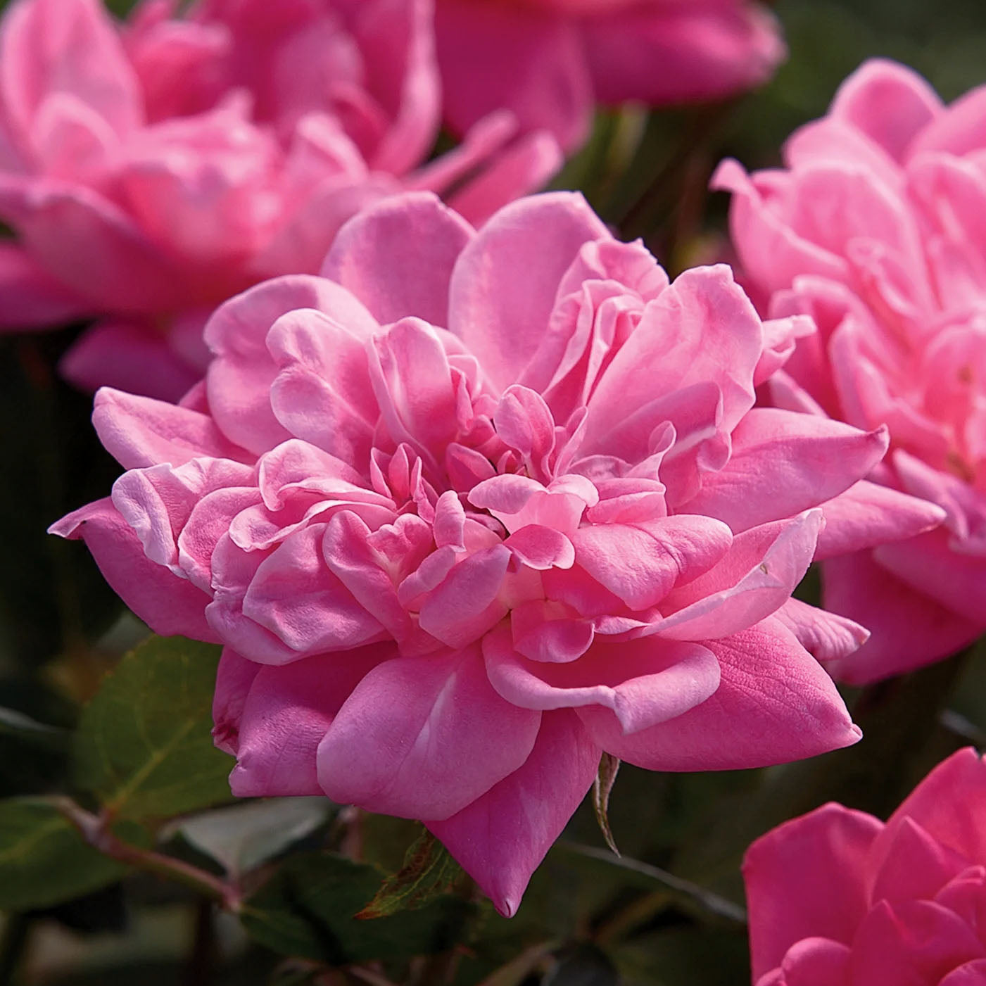 Rosa 'The Pink Double Knock Out' SH - 3 gallon