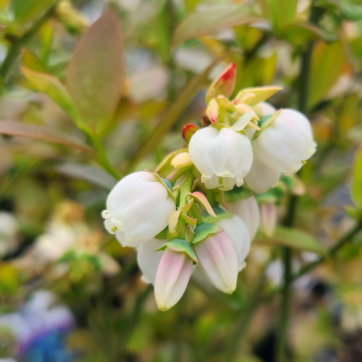 Vaccinium 'Earliblue' - 1 gallon