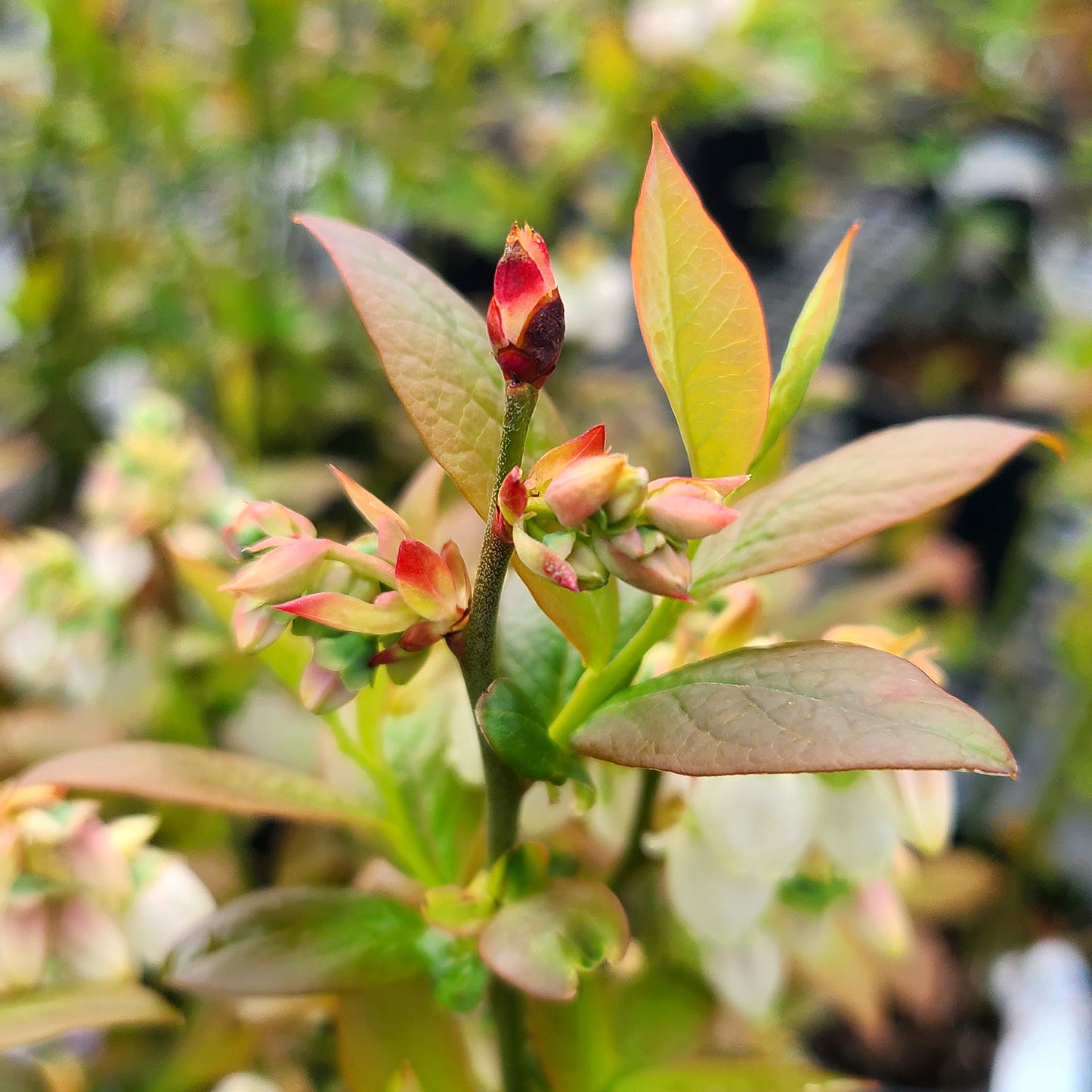 Vaccinium 'Earliblue' - 1 gallon