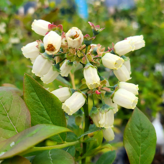 Vaccinium 'Emerald' - 1 gallon