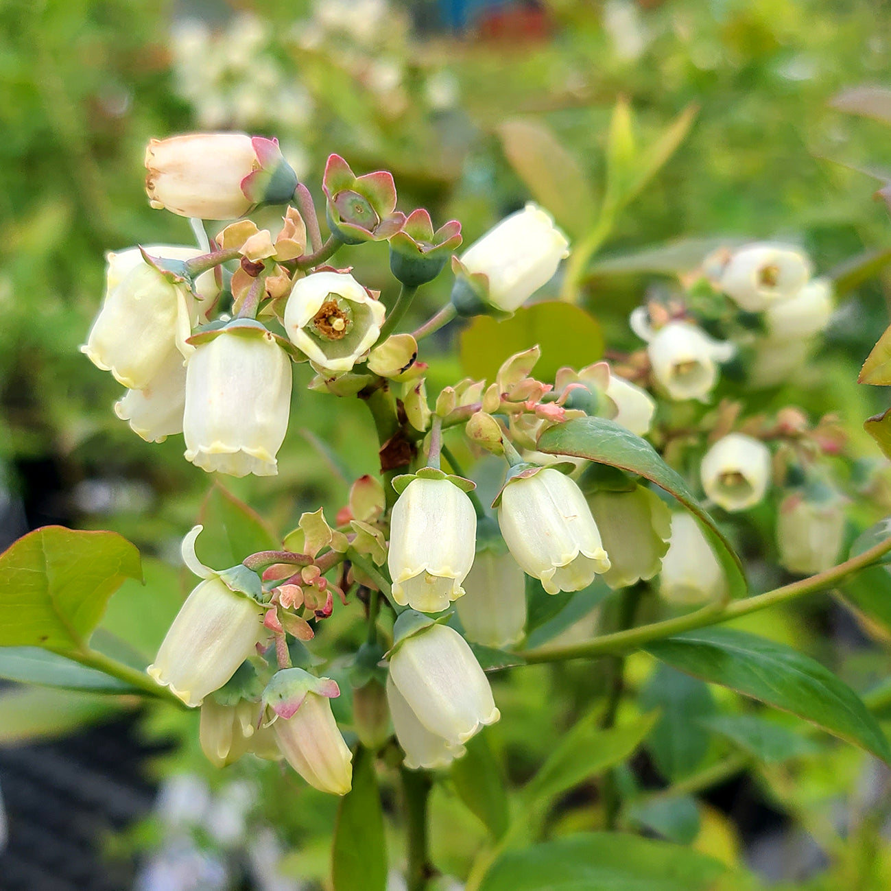 Vaccinium 'Emerald' - 1 gallon