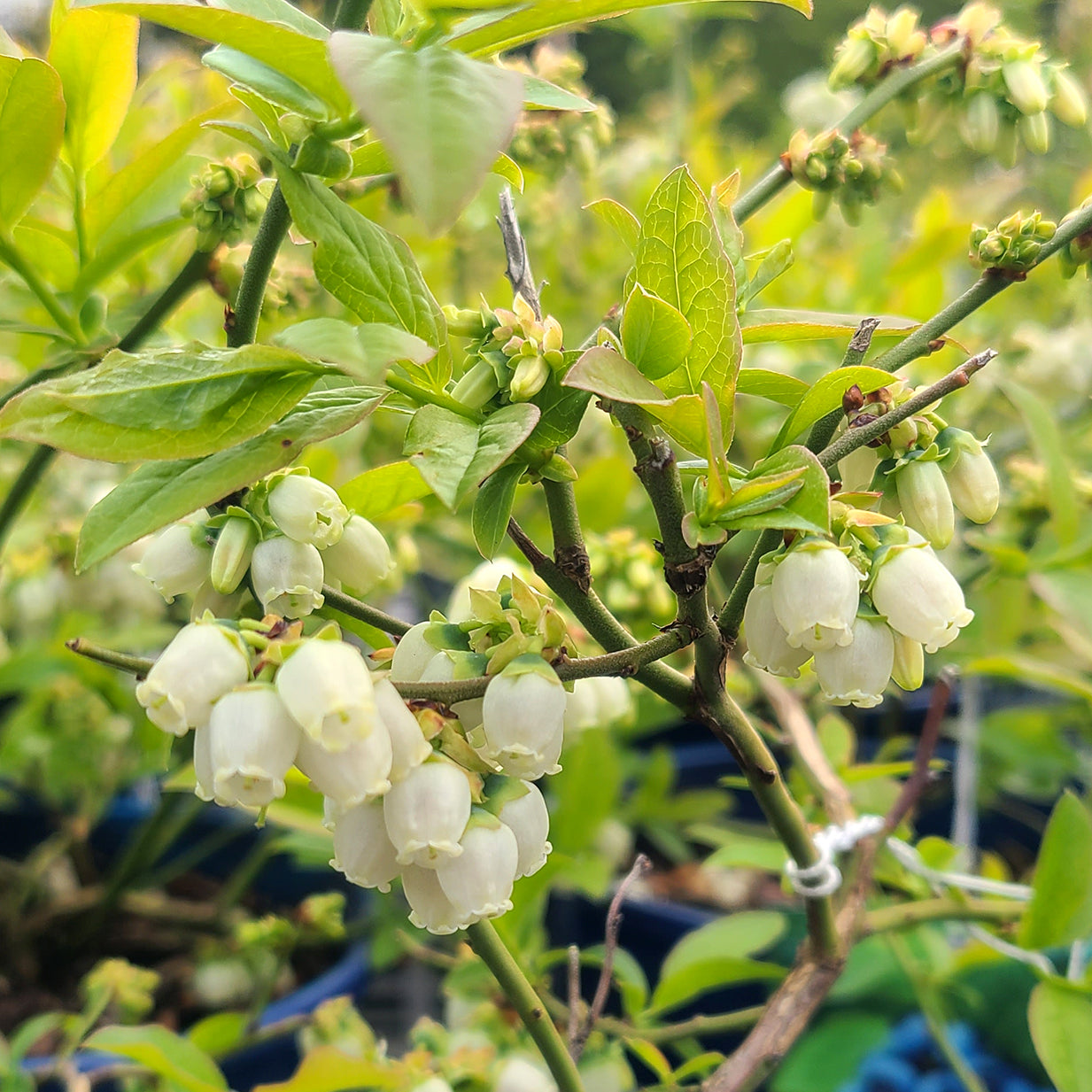 Vaccinium 'Northcountry' - 1 gallon