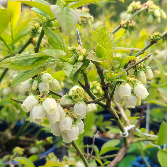 Vaccinium 'Northcountry' - 1 gallon