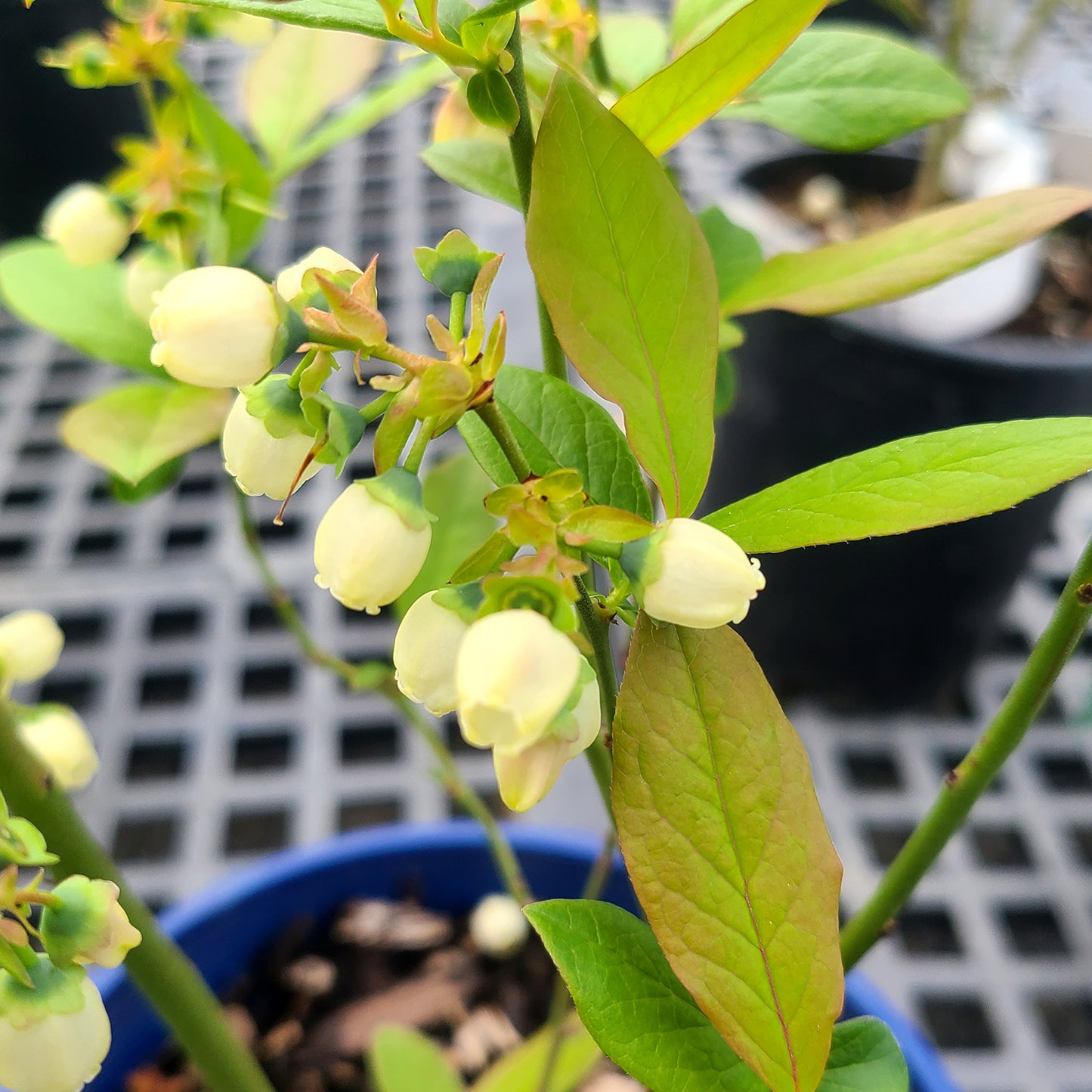 Vaccinium 'Patriot' - 1 gallon