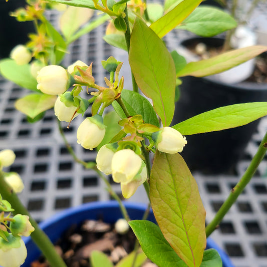 Vaccinium 'Patriot' - 1 gallon