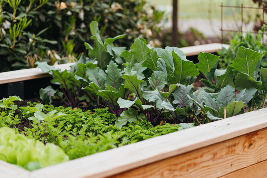 Winter/Fall Veg Class 8/30 10am