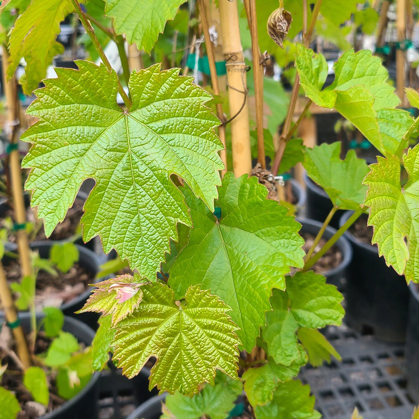 Vitis 'Jupiter' - 2 gallon