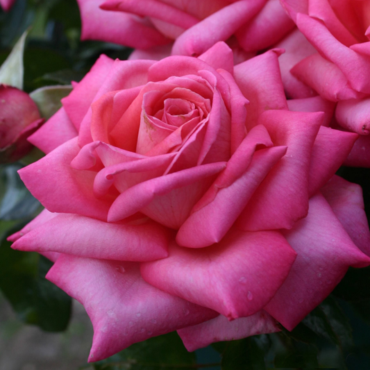 Rosa 'Eleganza Wedding Bells' HT - 3 gallon