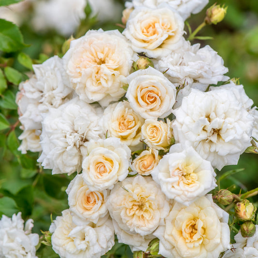 White Drift® Groundcover Rose #3