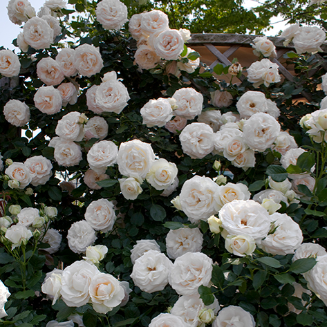 Rosa 'Eden Climber White' CL - 3 gallon