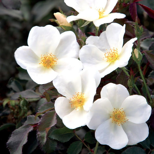 White Knock Out® Shrub Rose #3