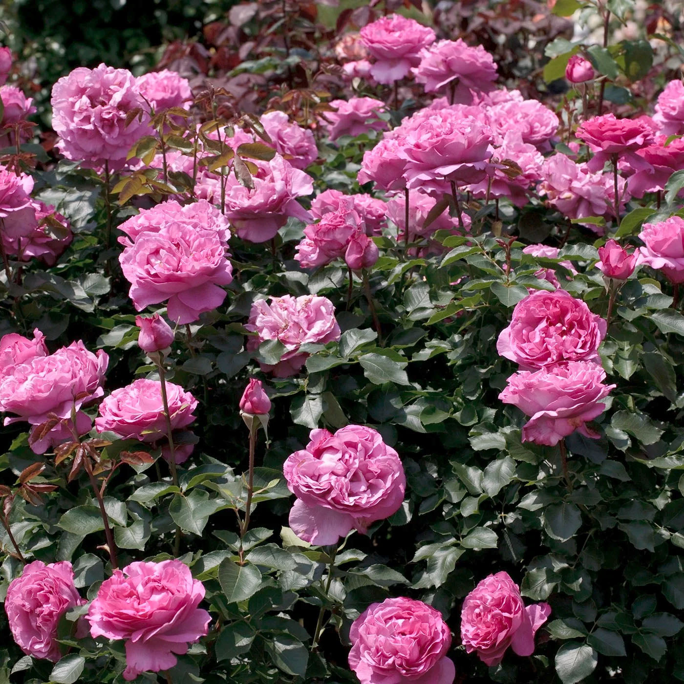 Rosa 'Yves Piaget' HT - 3 gallon