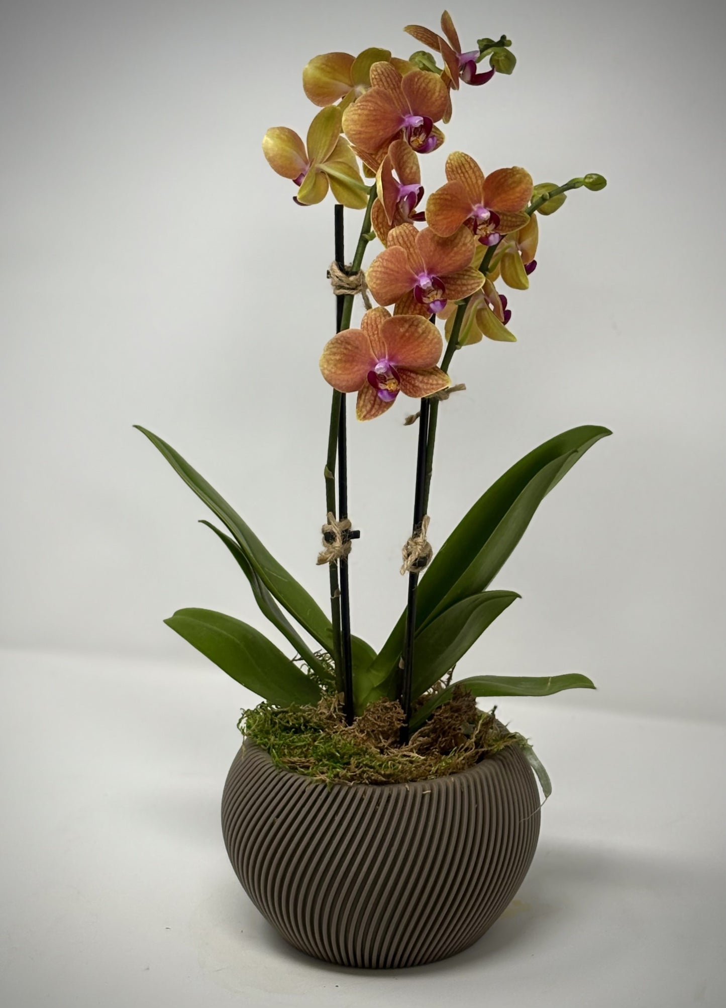 Potted Phalaenopsis Orchid - Mini