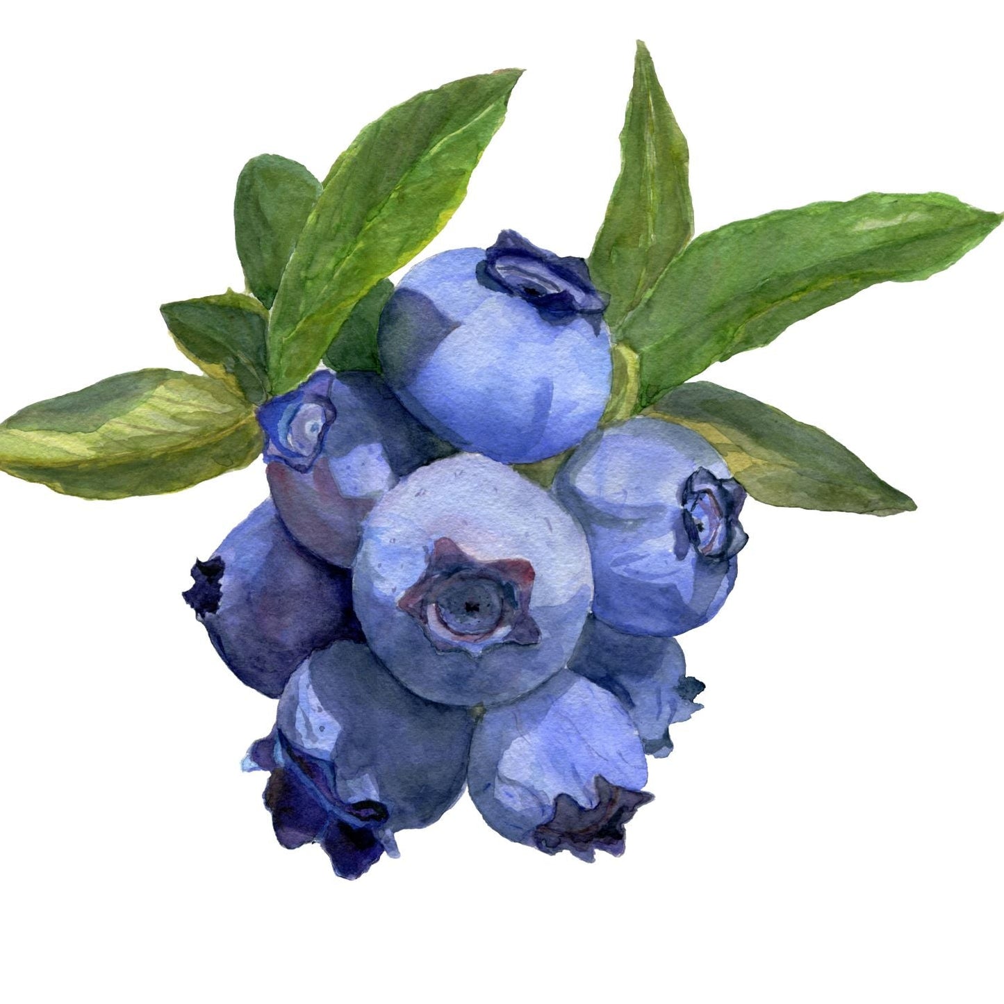 Blueberry Elliot #1