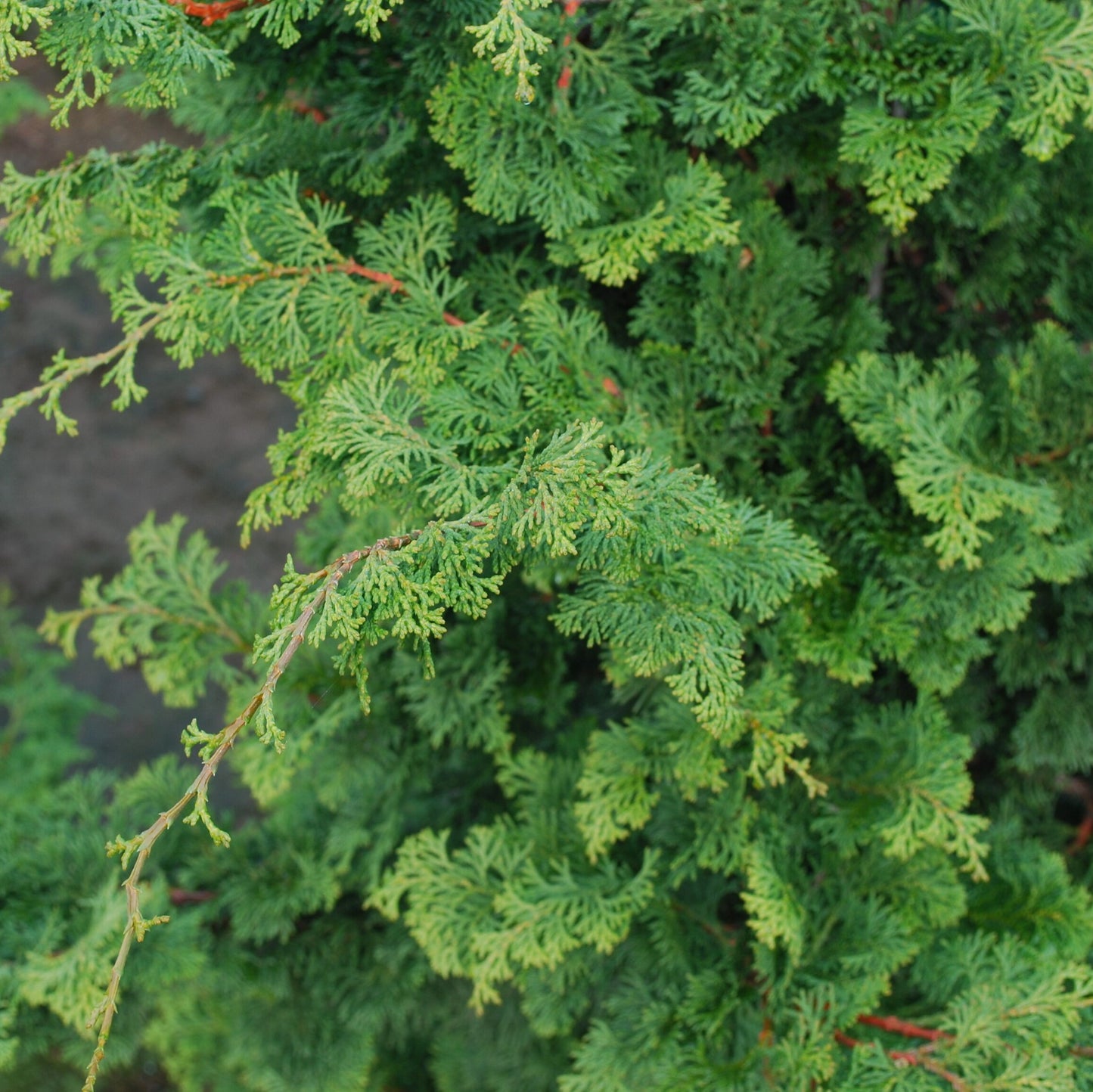 Chamaecyparis obtusa 'Gracilis' (Slender Hinoki Cypress)- 4-5'