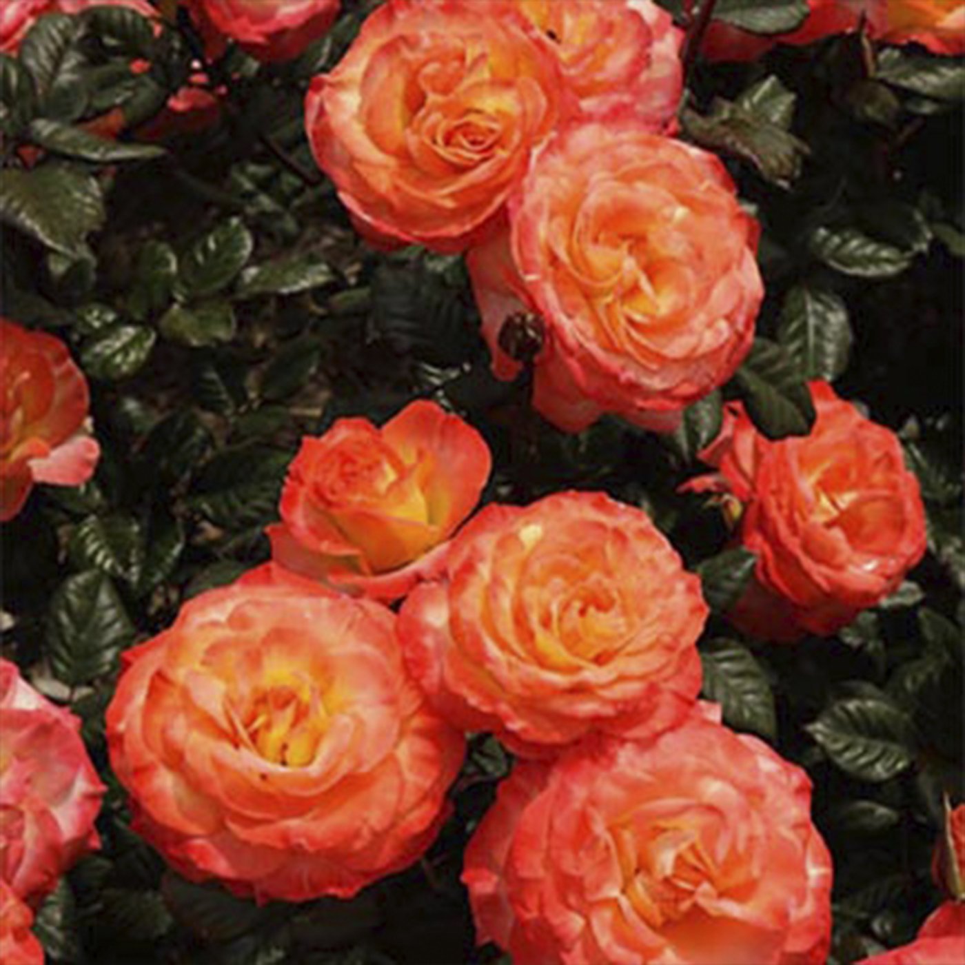 Chihuly® Floribunda Rose #3