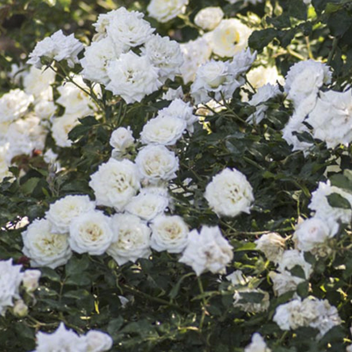 White Drift® Groundcover Rose #3
