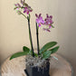 Potted Phalaenopsis Orchid - Mini