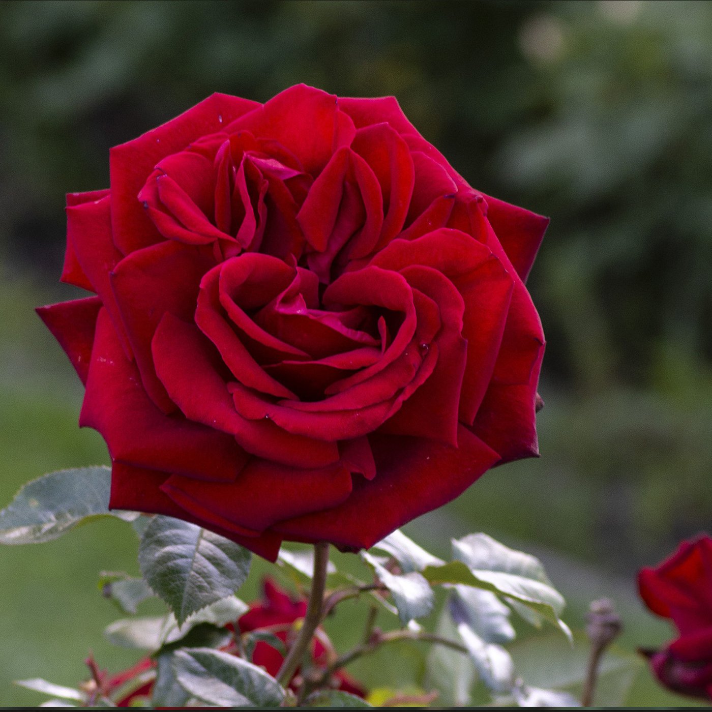 Ingrid Bergman® Hybrid Tea Rose #3