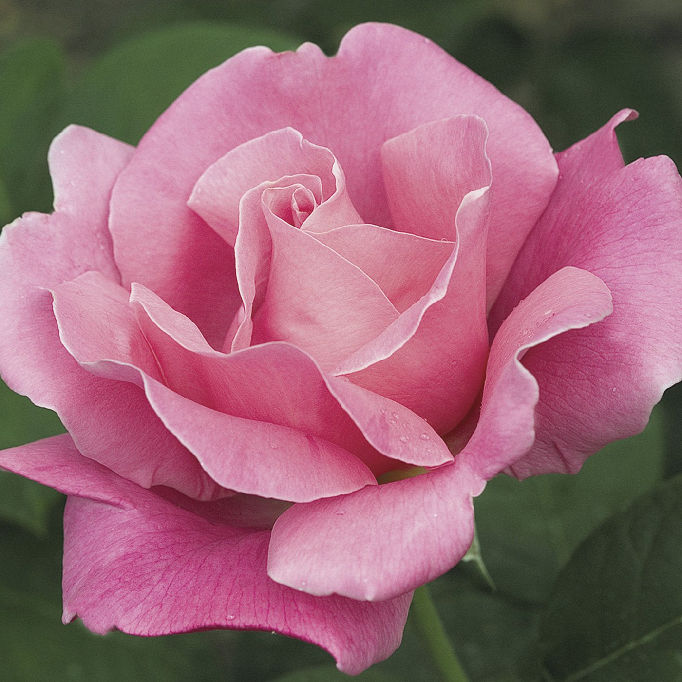 Perfume Delight Hybrid Tea Rose #3