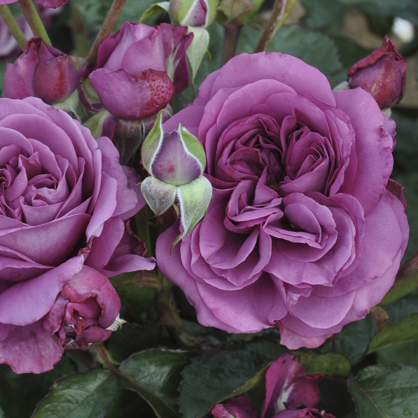 Sunbelt® Plum Perfect Floribunda Rose #3