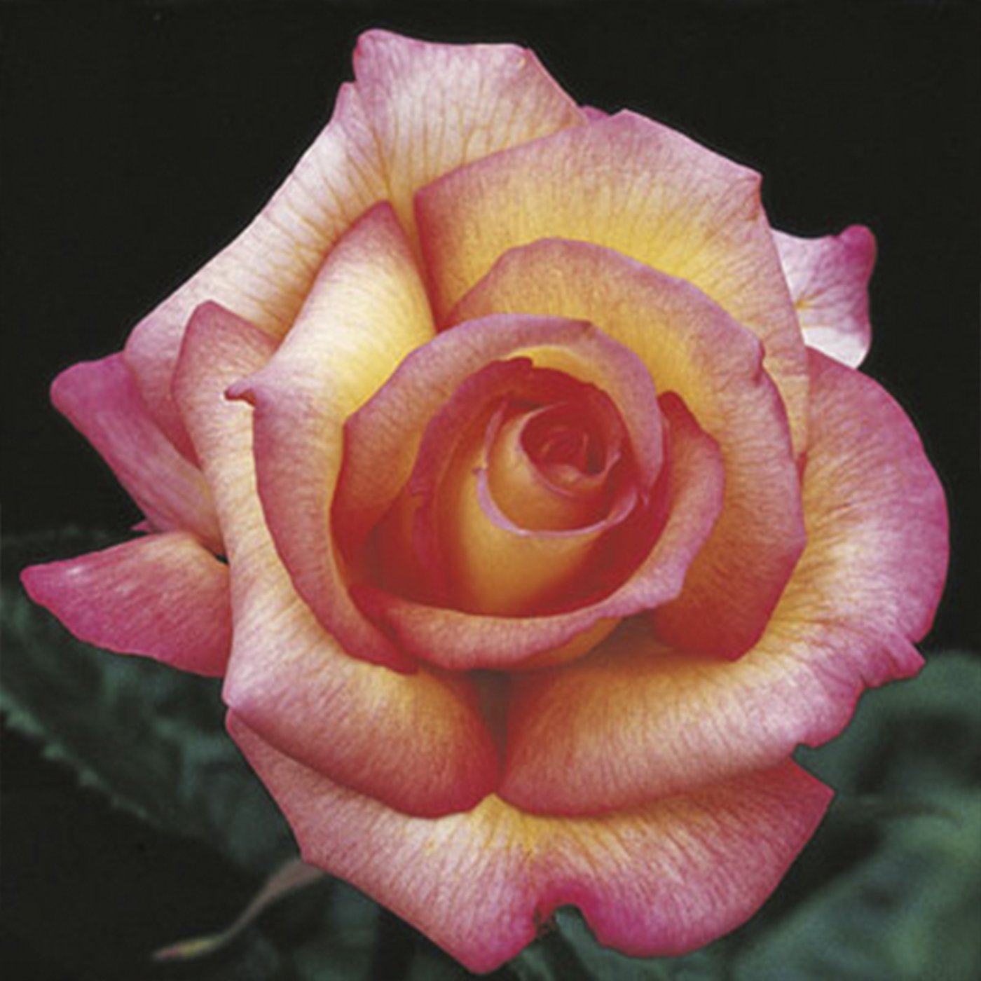 Sheila's Perfume Floribunda Rose #3