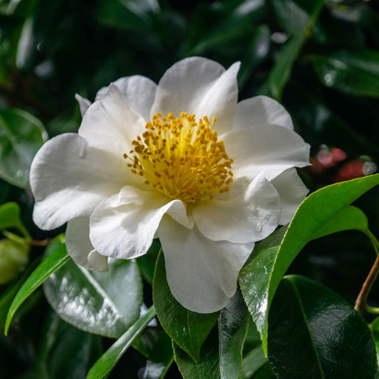 Camellia japonica 'Silver Waves' (Silver Waves Camellia) #2