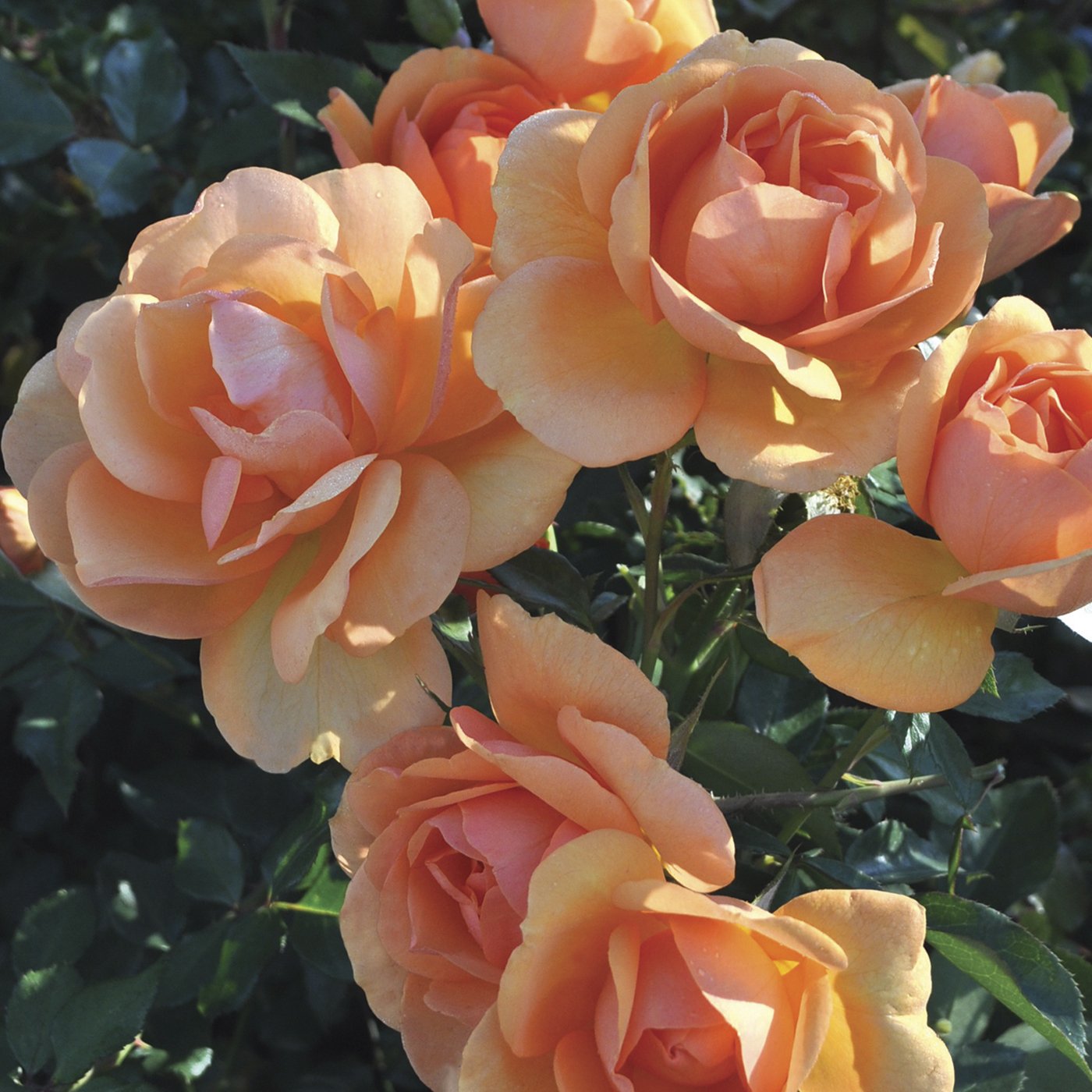 Sunbelt® South Africa® Floribunda Rose #3