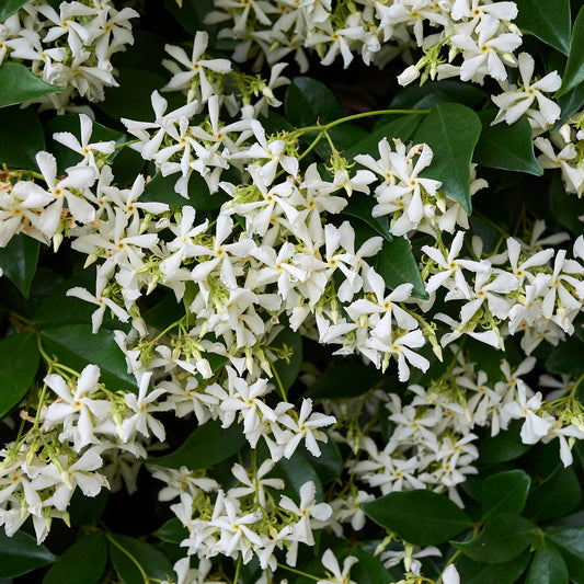 Trachelospermum jasminoides (Star Jasmine) #5 Staked