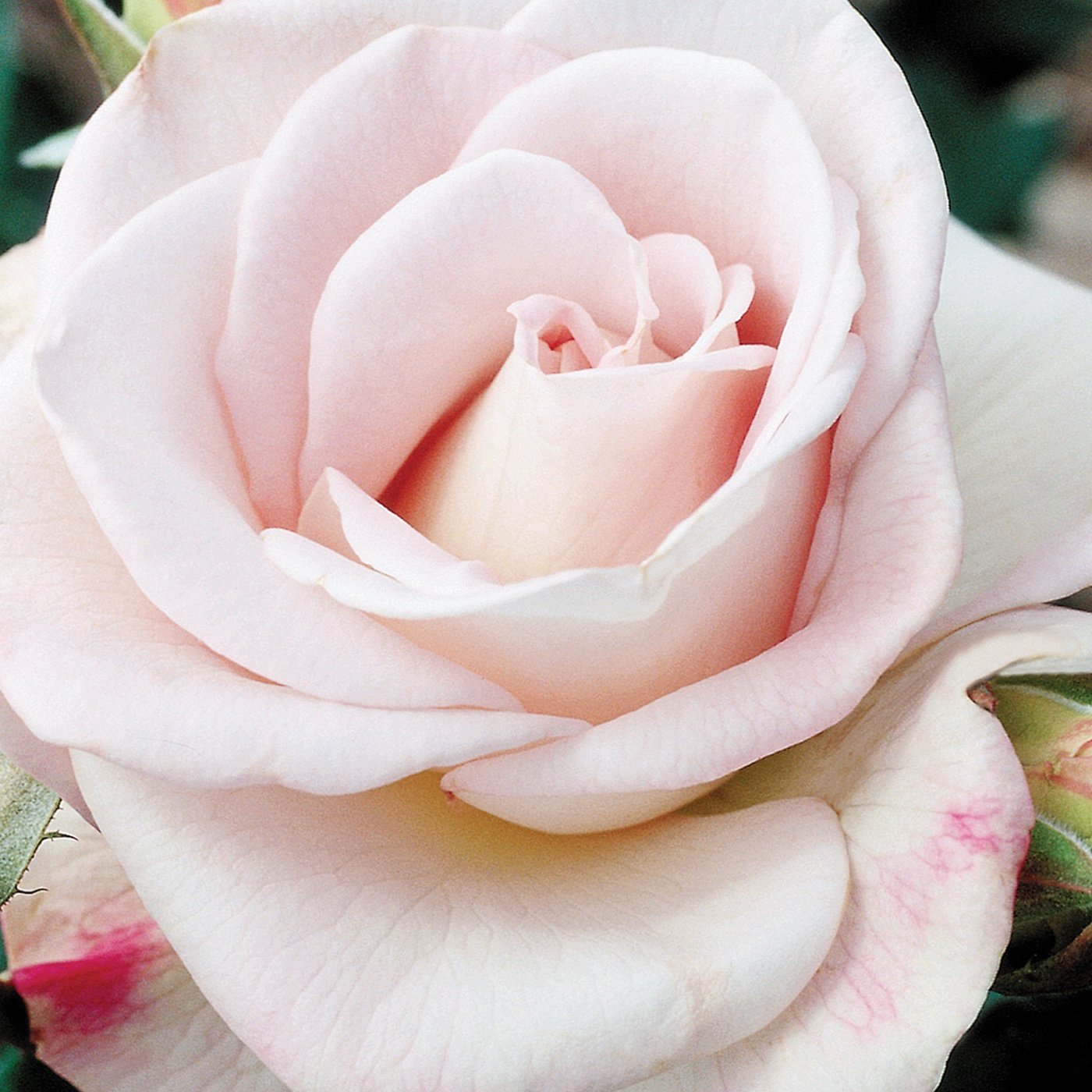 World War II Memorial Rose™ Hybrid Tea Rose #3