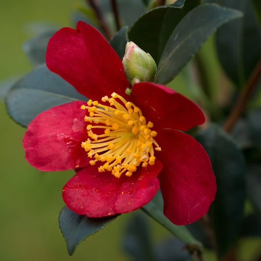 Camellia sasanqua 'Yuletide' (Yuletide Camellia) #1
