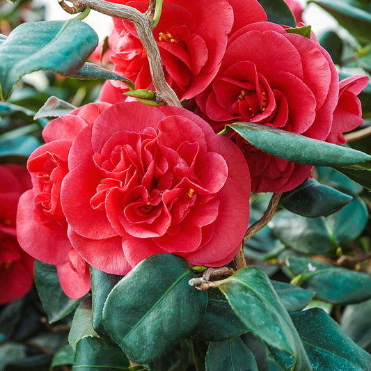 Camellia japonica 'Curly Lady' PP17014 (Curly Lady Camellia) #1