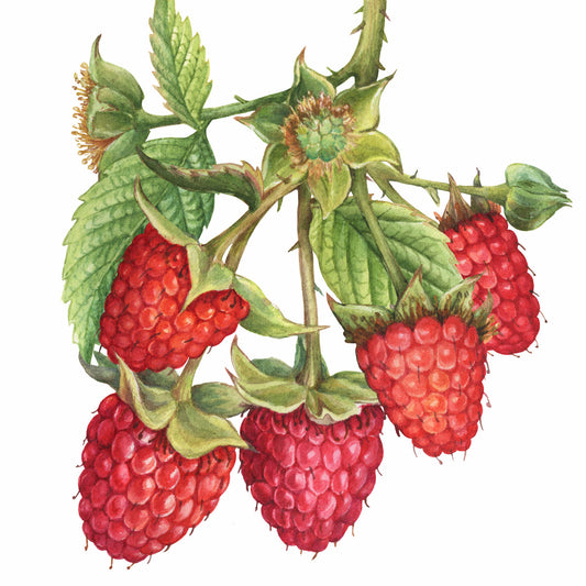 Raspberry Willamette #1